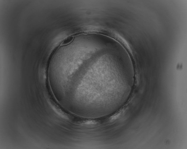 X0000096690059200802051356