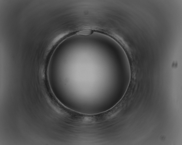 X0000096690060200802051356