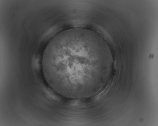 X0000096690074200802051357