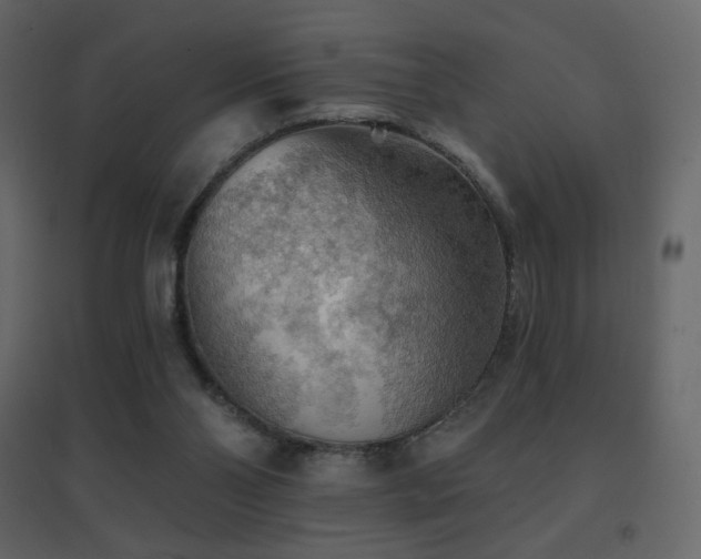 X0000096690110200802051356