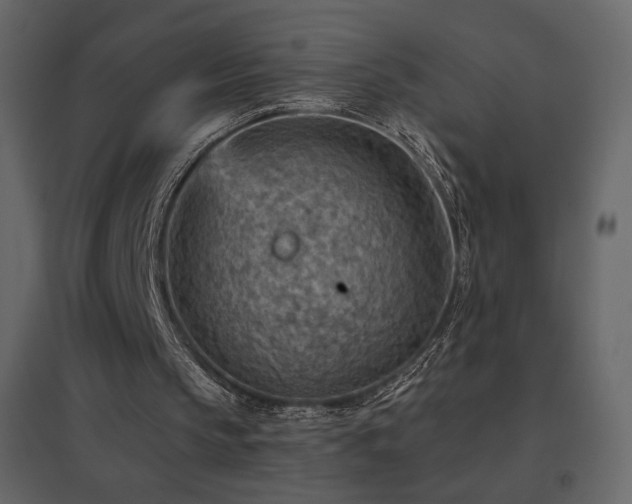 X0000096690145200802051355