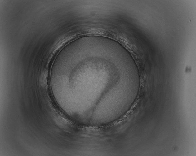 X0000096690146200802051355