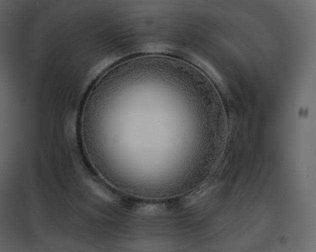 X0000096690155200802051355