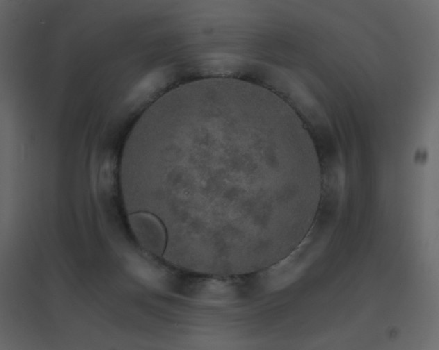 X0000096690166200802051355