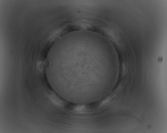 X0000096690177200802051355