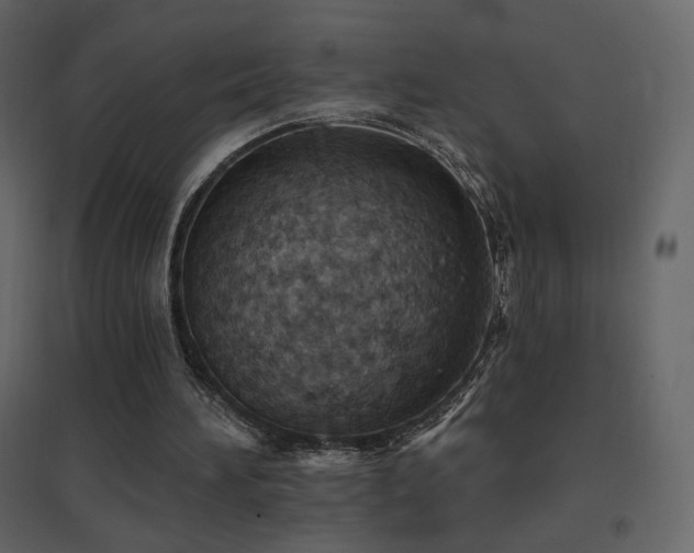 X0000096690196200802051355