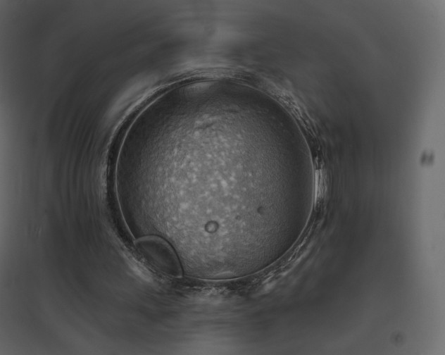 X0000096690243200802051353