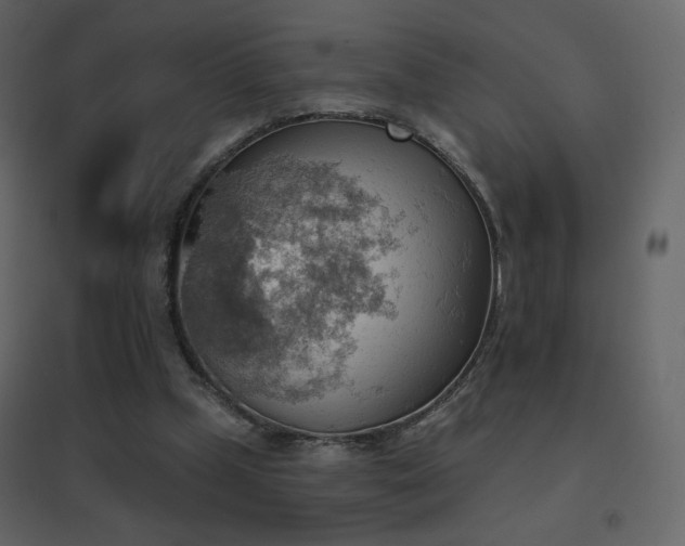 X0000096690249200802051353