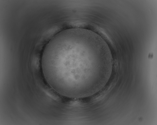 X0000096690259200802051353