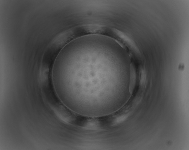 X0000096690263200802051353