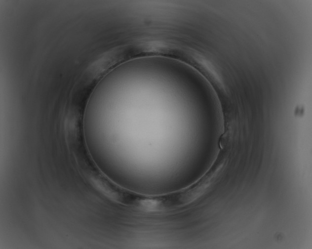 X0000096690265200802051353