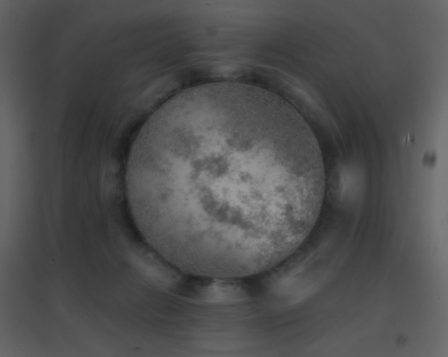 X0000096690270200802051354