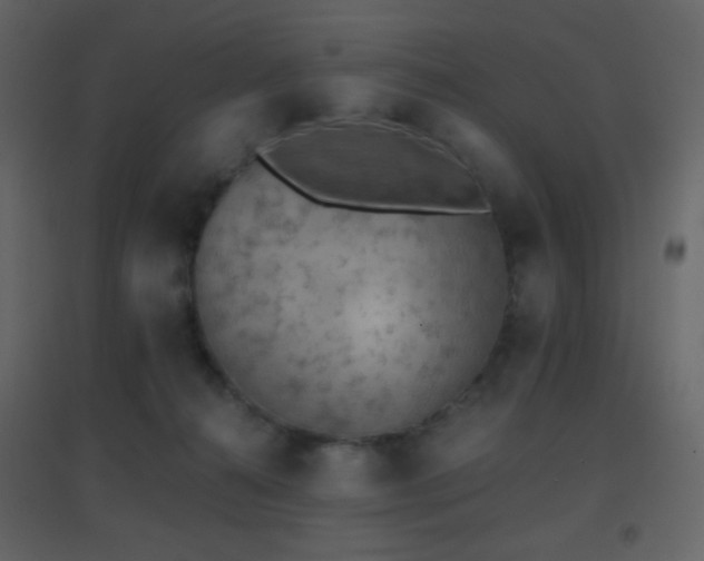 X0000096690272200802051354