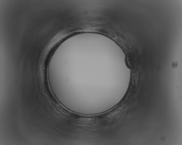 X0000096690295200802051353