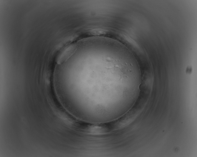 X0000096690315200802051353