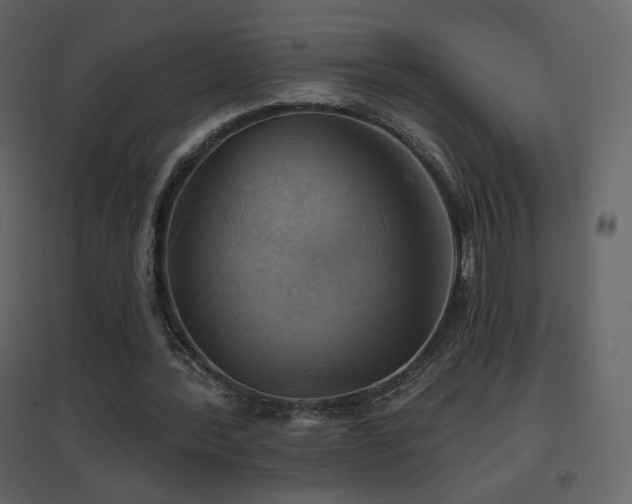 X0000096690388200802051352