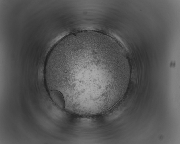 X0000096690394200802051352