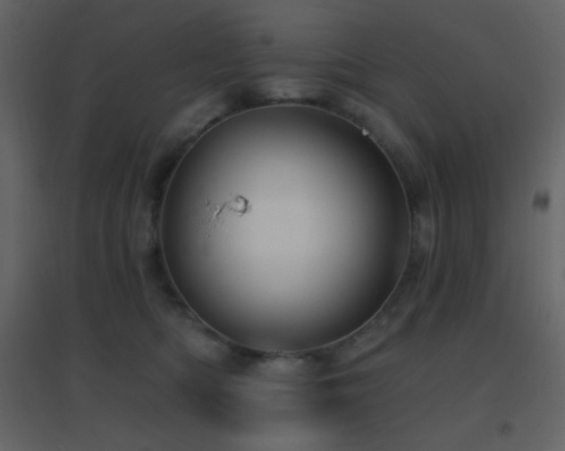 X0000096690422200802051351