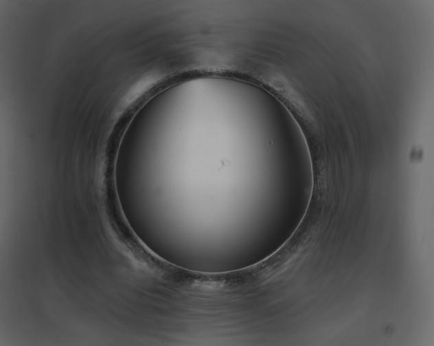 X0000096690440200802051350