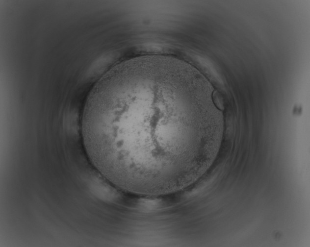 X0000096690457200802051351