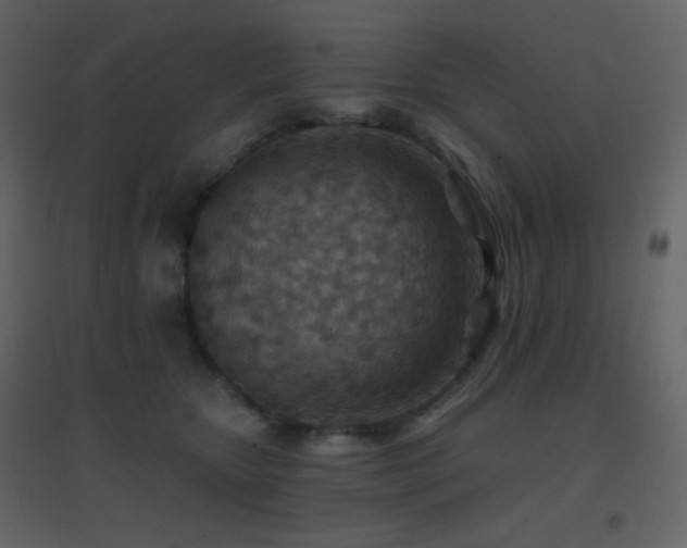 X0000096690467200802051351