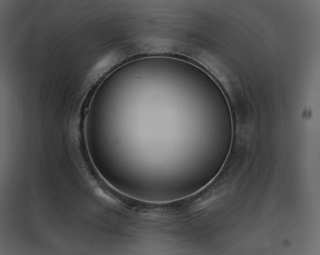 X0000096690485200802051350