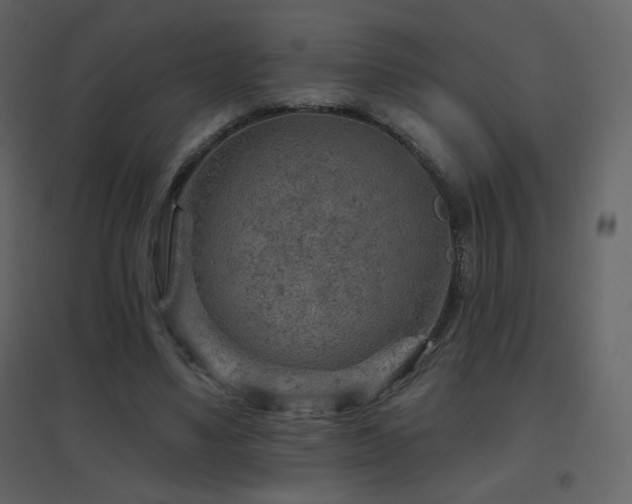 X0000096690491200802051350