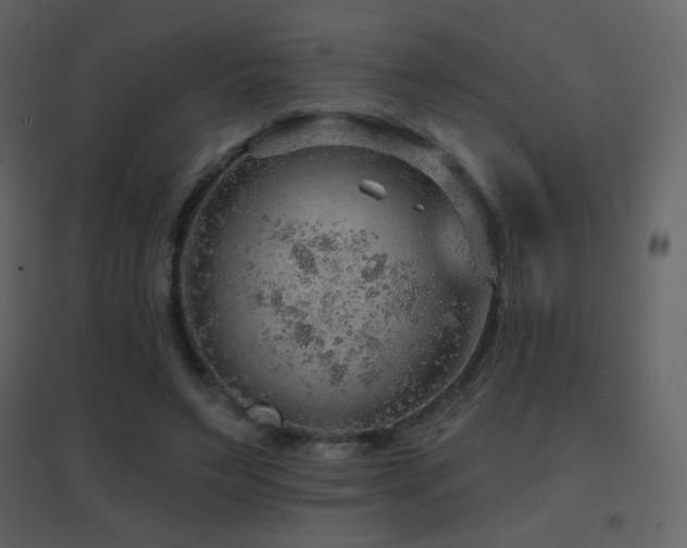 X0000096690495200802051350