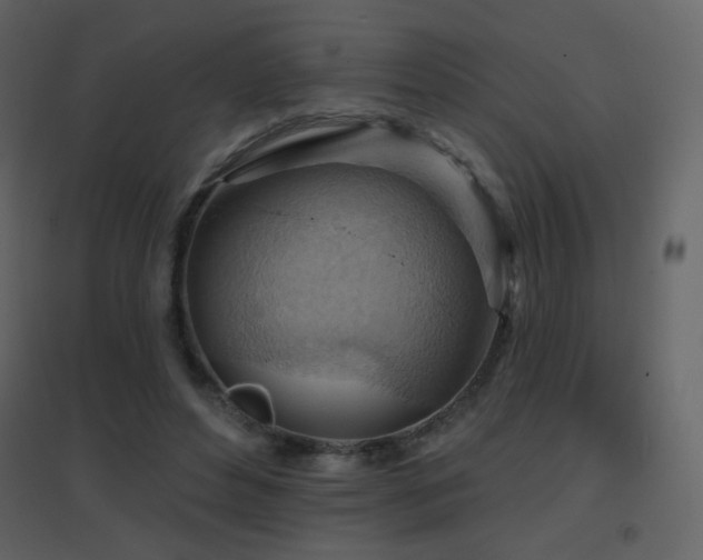 X0000096690496200802051350