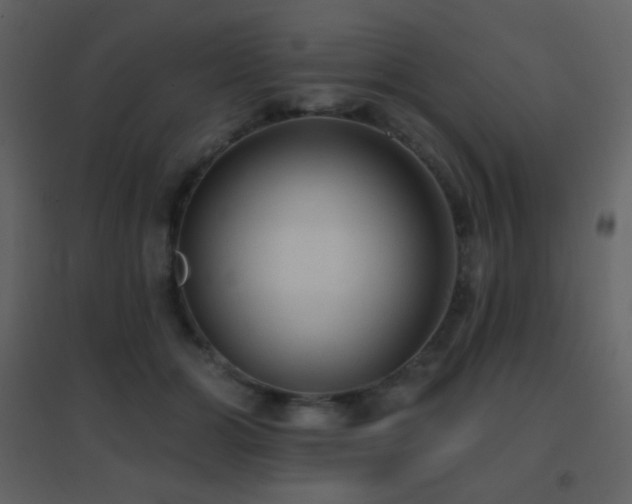 X0000096690510200802051350