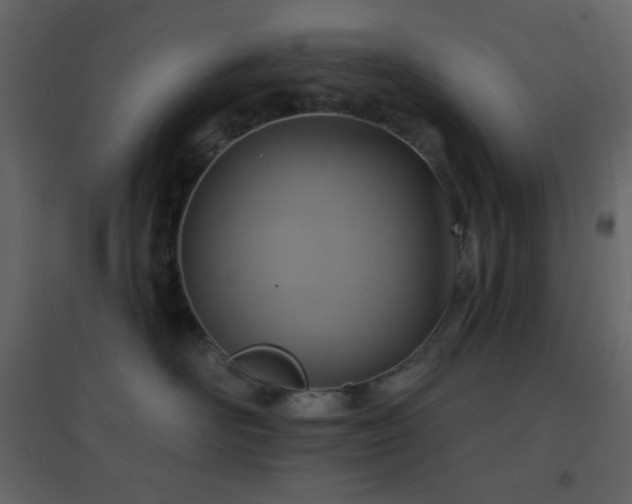 X0000096690526200802051350