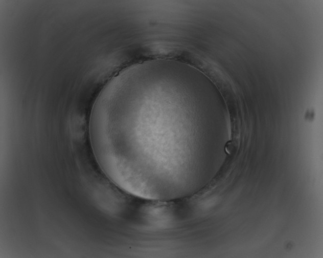 X0000096690563200802051349