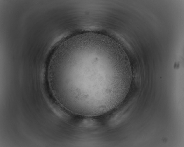 X0000096690591200802051349