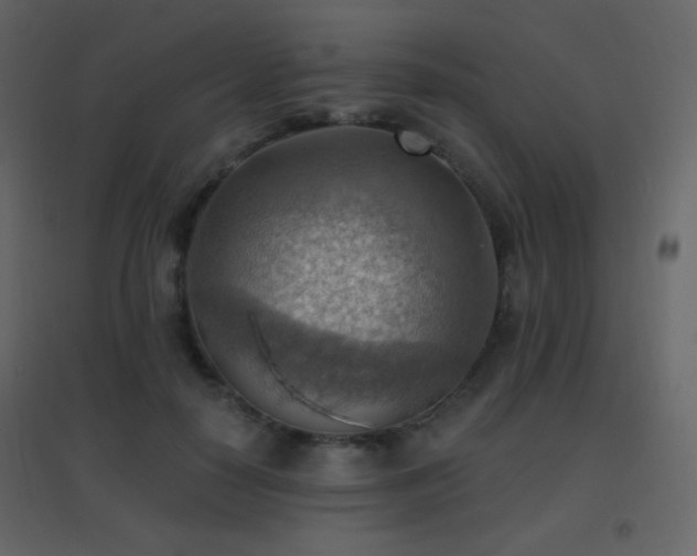 X0000096690650200802051347