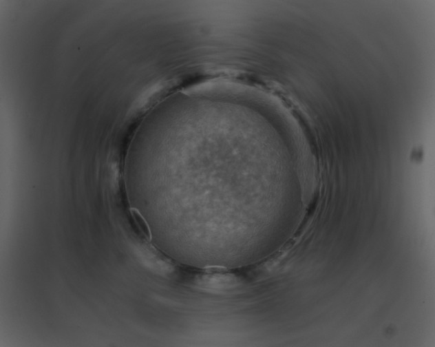 X0000096690716200802051346