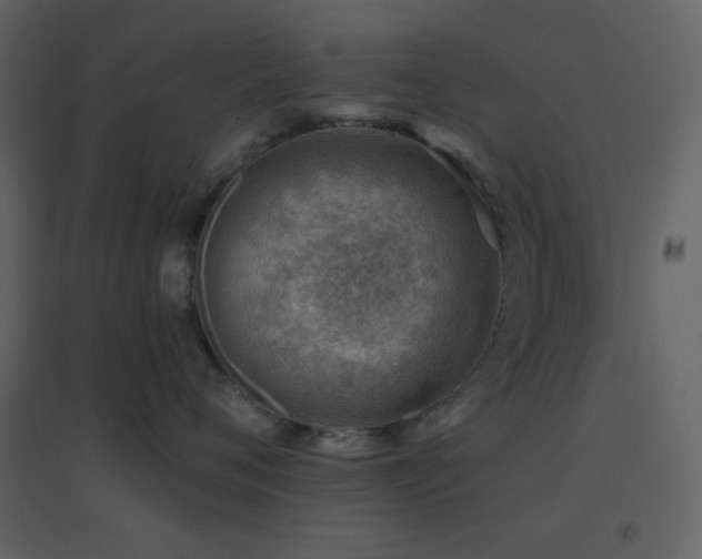 X0000096690720200802051346