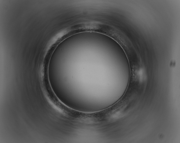 X0000096690726200802051346