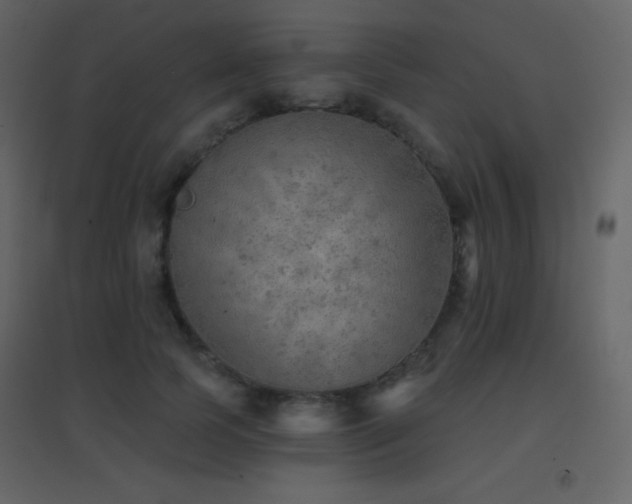 X0000096690745200802051346