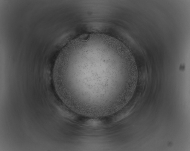 X0000096690749200802051346