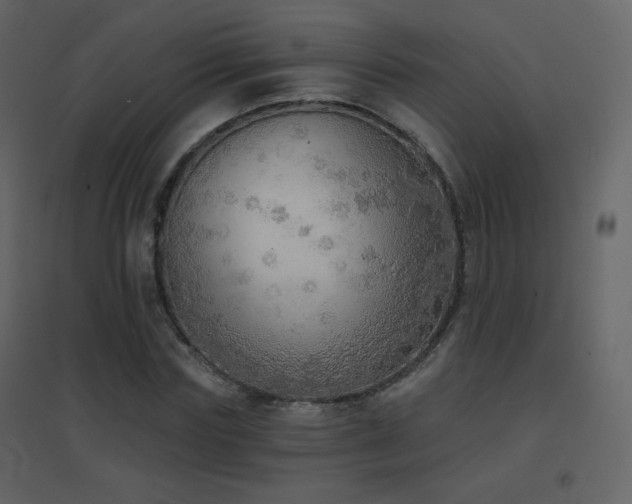 X0000096690827200802051344