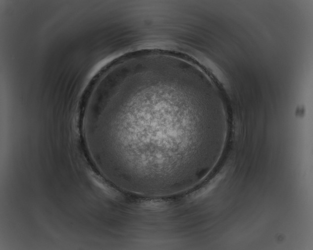 X0000096690830200802051344