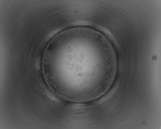 X0000096690833200802051344