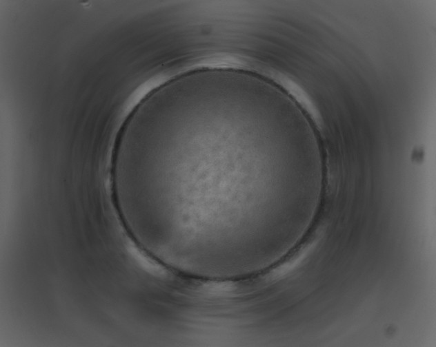 X0000096690845200802051344