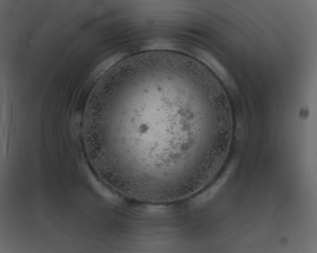 X0000096690849200802051344