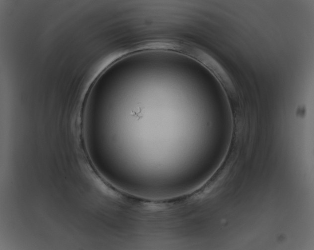 X0000096690852200802051344