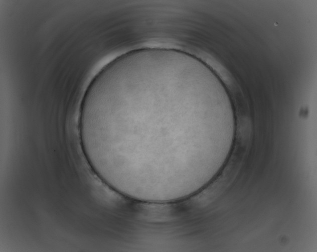 X0000096690856200802051344