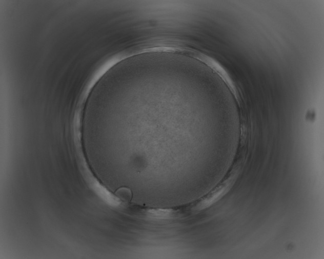 X0000096690859200802051344