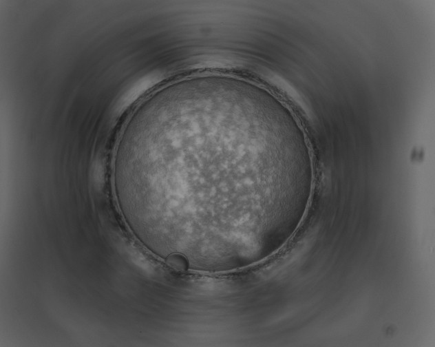 X0000096690874200802051344