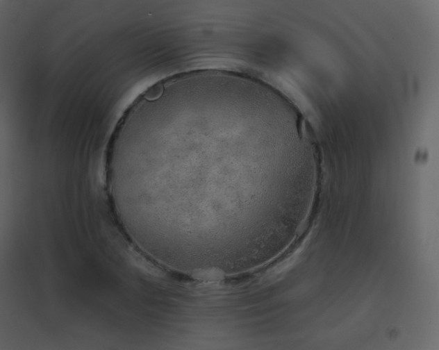 X0000096690883200802051343