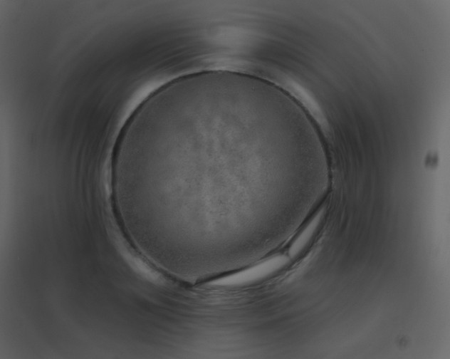 X0000096690891200802051343